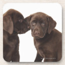 Recherche de chocolat labrador dessous de verres Chiens