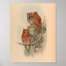 Recherche de hibou art Illustration