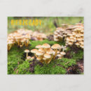 Recherche de champignons jaunes cartes postales Forêt