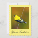 Recherche de american photographie Goldfinch