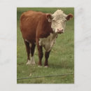 Recherche de vie à la campagne cartes postales Rural