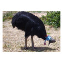Recherche de cassowary posters Australien