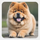 Recherche de chow chow autocollants Chiot