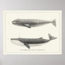 Recherche de mammifères marins posters Mer