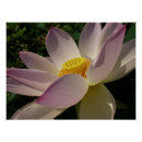 Recherche de lotus flower posters Jardin