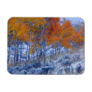 Recherche de tremble magnets Arbre