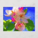 Recherche de blossom cartes postales Fleurs de pomme