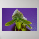Recherche de glissière posters Orchidée