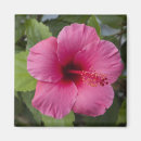 Recherche de hawaii usa magnets Vert