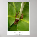 Zoek naar aanbesteding posters Tropisch