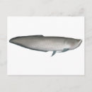 Recherche de pêche sportive cartes postales Rivière