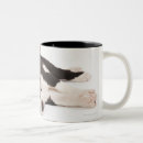 Recherche de harlequin tasses Chien de race