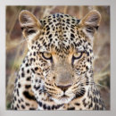 Recherche de animaux africains art Amoureux des animaux
