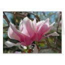 Recherche de magnolia photographie Nature