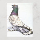 Recherche de pigeons cartes postales Colombe
