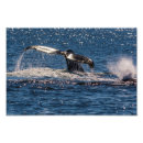 Recherche de fluke posters Baleine