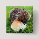 Zoek naar egels buttons Dieren