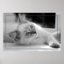 Recherche de chats colorés posters Couleur