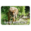 Recherche de felines magnets Tigres