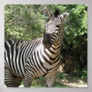 Recherche de rayures de zèbre posters Zoo