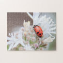 Recherche de coccinelles puzzles Insecte