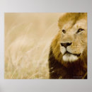 Recherche de partie de mâle posters Faune