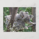 Recherche de koala australie cartes postales Nature