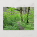 Recherche de chemin forestier cartes postales Sentier