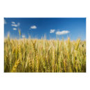 Recherche de blé posters Jour