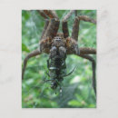 Recherche de arachnides cartes postales Faune