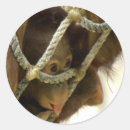Recherche de orang outan autocollants Animal