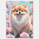 Zoek naar pom magneten Schattig