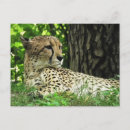 Recherche de jubatus Guépard