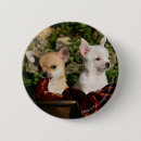 Recherche de chiot de chiwawa badges Chiots