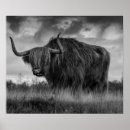 Recherche de cow posters Imprimer