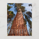 Zoek naar sequoia briefkaarten Sequoia nationaal park