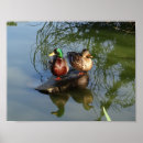 Recherche de canards sauvages posters Canard sauvage