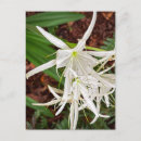 Recherche de lis blanc cartes postales Fleur sauvage