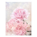 Recherche de oeillet rose Oeillets roses