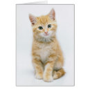 Recherche de chaton tigré cartes postales Animal