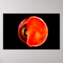 Recherche de yeux humains posters Médical