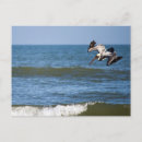 Recherche de factures cartes postales Animal