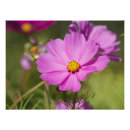 Recherche de fleur de cosmos posters Rose