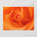 Zoek naar geur briefkaarten Rozen