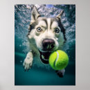Recherche de plongée sous marine posters Animal
