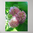 Recherche de d hortensia posters Rose