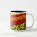 Recherche de otago tasses Île du sud