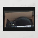 Recherche de chat dans une boîte cartes postales Mignon