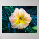 Recherche de lis posters Bouquet