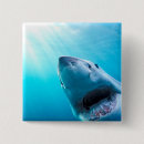 Recherche de grand requin blanc badges Faune